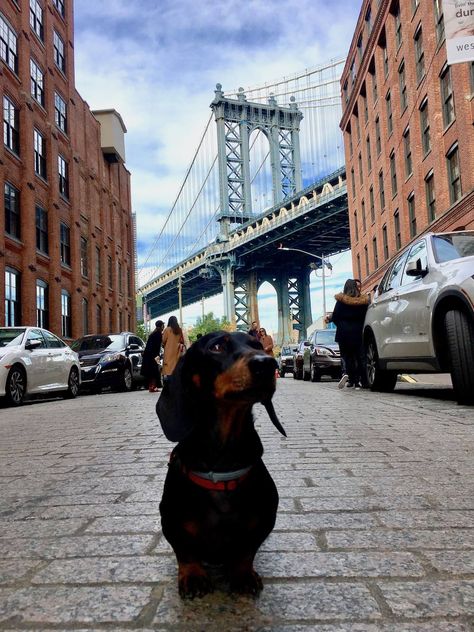 Dog-Friendly New York: Visiting New York City with a Dog - Travelnuity Dogs In New York City, Frenchie Photoshoot, Frenchie Photography, Puppy Kit, New York Dog, Dog City, 2023 Photoshoot, Visiting New York City, York Dog