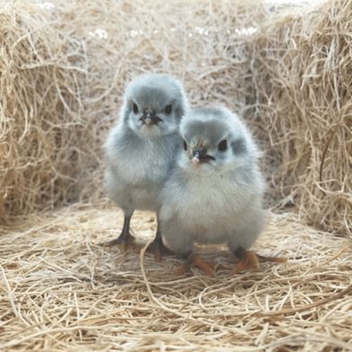 Lavendar Orpington, Lavender Orpington Chickens, Lavender Orpington, Orpington Chickens, Sussex Chicken, Chicken Party, Duck Breeds, Poultry Feed, Farm Plans