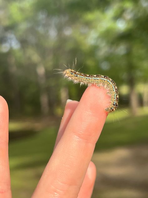 Bug Lover Aesthetic, Caterpillar Aesthetic, Fluffy Caterpillar, Nature Aesthetic Blue, Blue Caterpillar, Bug Board, Cute Caterpillar, Monarch Caterpillar, Plastic Man