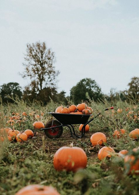 Cottagecore Photography, October Photos, Pumpkin Aesthetic, Pumpkin Photography, Pumpkin Paintings, Autumn Field, Desktop Wallpaper Fall, Pumpkin Field, Fall Cottagecore