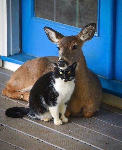 Cat And Deer Unlikely Animal Friends, Regnul Animal, Söt Katt, Animals Friendship, Animale Rare, A Deer, Cute Animal Pictures, Sweet Animals, Cute Little Animals