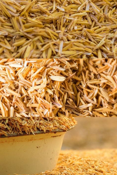 Supplier of Rice Husk Best Quality Dry Husk Per day - 10 to 15 Truck Please Contact: - WhatsApp - +917357648064 #quality #quality #quality #quality #quality #cuminseeds #cuminpowder #cumin #rajasthan #rajasthancumin ##peanuts #peanutbutter #peanut #peanutoil #wheat #wheatflour #wheaton #sugar #sugarindustry #sugarcane #sugarland #sugarfree #sugarmills #sugarbeet #bihar #delhi #mumbai #exporter #export #exporters #exportersindia Husk Aesthetic, Husk Wallpaper, Sugar Industry, Rice Husk, Sugar Beet, Silhouette Photography, Peanut Oil, Wheat Flour, How To Dry Basil