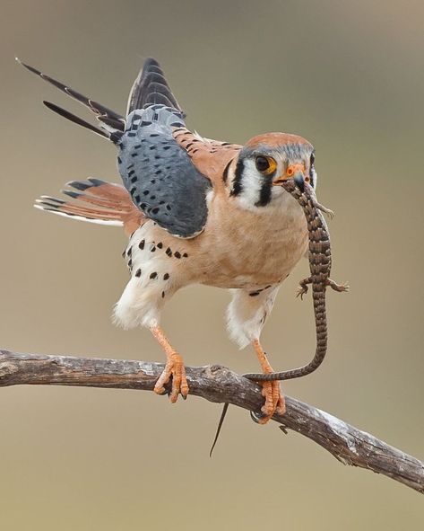 Kestrel Aesthetic, Bird Of Prey Tattoo, Hawk Art, Falcon Hawk, Animal Features, Animal Studies, Crows Nest, American Kestrel, M Image