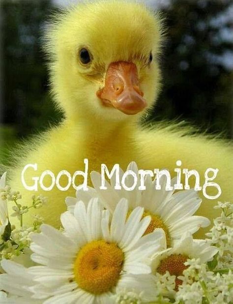 Good Morning morning good morning morning quotes good morning quotes good morning greetings Cute Ducklings, Baby Ducks, Beltane, Sweet Animals, 귀여운 동물, Animals Friends, Beautiful Creatures, Beautiful Birds