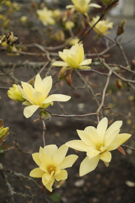 Gold Star Magnolia Star Magnolia, Yellow Magnolia, Nursery Supplies, Patio Trees, Front Gardens, Gardening Zones, City Farm, Street Trees, Blooming Trees