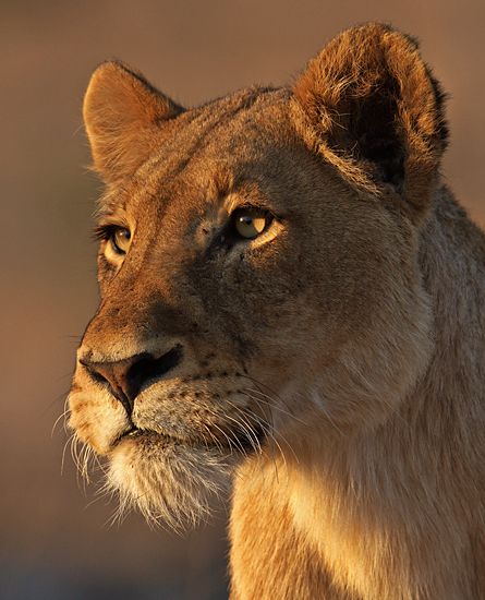 Lioness Face, Lioness Images, Animal Photography Wildlife, Female Lion, Arte Doodle, Lion Photography, Lions Photos, Lion Love, Lion Images