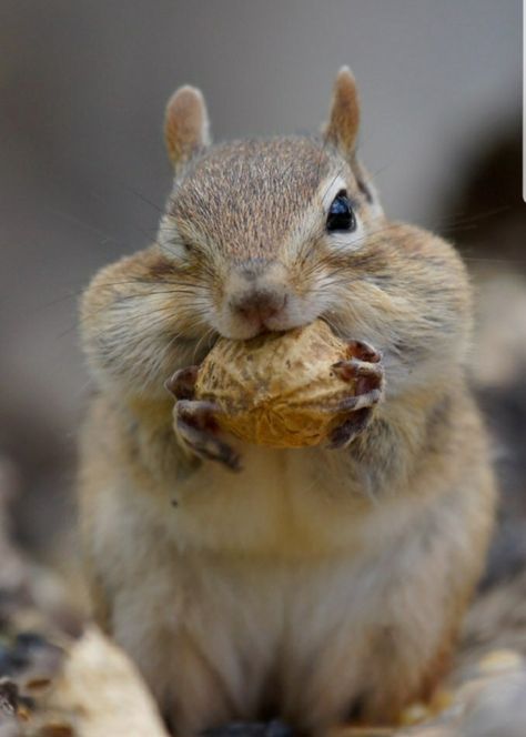 Chipmunk Cheeks, Squirrel Appreciation Day, Cute Squirrel, Cute Animal Photos, Wildlife Animals, Rodents, Cute Creatures, Animal Planet, Animal Photo