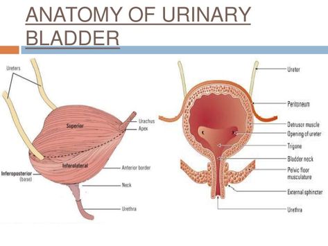 Neck Anatomy, Urinary Bladder, Basic Concepts, Anatomy, Phone Wallpaper, Quick Saves