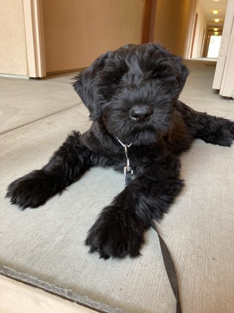 Giant schnauzer puppy for sale $2500 Giant Schnauzer Puppy, Russian Terrier, Black Schnauzer, Black Russian Terrier, Standard Schnauzer, Giant Schnauzer, Black Russian, Dog Best Friend, Schnauzer Puppy