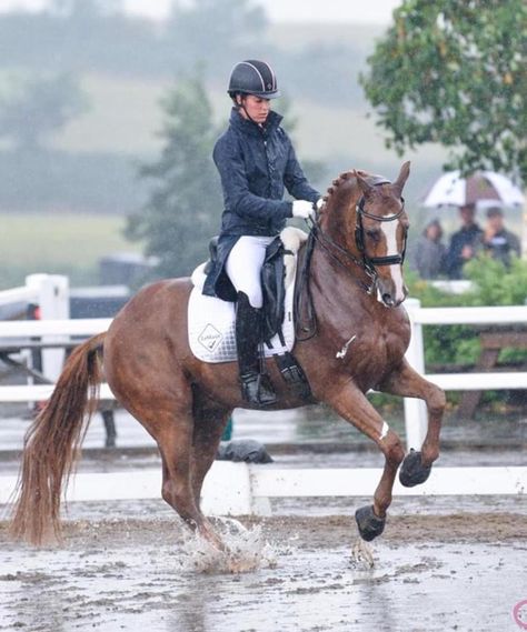 Classical Dressage, English Horses, Dressage Fashion, Charlotte Dujardin, Equestrian Dressage, 14th August, English Horse, Horse Dressage, Horse Boarding