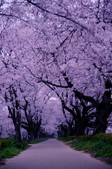 Gongendo, Saitama, Japan Sacred Chakra, Fav Color, Safety Net, All Things Purple, Aesthetic Pics, Wallpapers Backgrounds, Bougainvillea, Alam Yang Indah, Saitama