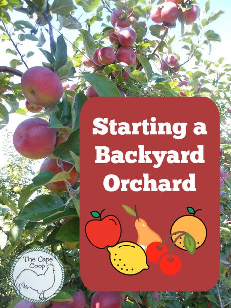 Starting a Backyard Orchard - The Cape Coop Suburban Permaculture, Backyard Orchard, Homestead Gardening, Homestead Blog, Nut Trees, Modern Homestead, Acre Homestead, Fruit Bushes, Modern Homesteading