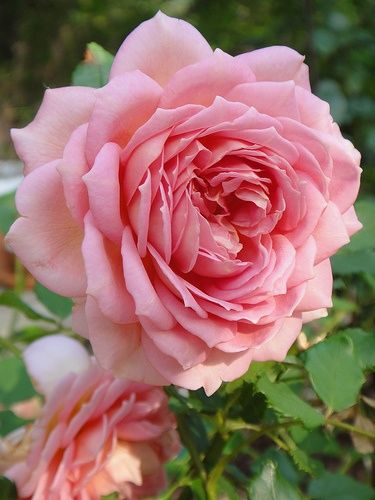 Rose Belle, Rose Scent, Coming Up Roses, Damask Rose, David Austin Roses, Colorful Roses, Flowers Rose, Love Rose, Rose Flowers