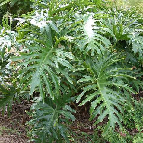 phildendron selloum Selloum Plant, Philodendron Bipinnatifidum, Philodendron Selloum, Palm Coast, Types Of Plants, All Plants, Garden Center, Beautiful Gardens, Gardening Tips