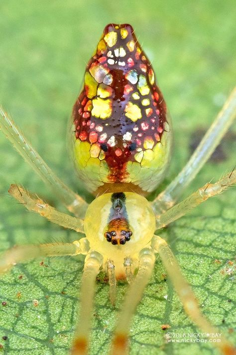 Mirror Spider Cool Looking Spiders, Spidersona Inspiration, Cool Spiders, Pretty Spiders, Colorful Spiders, Mirror Spider, Odd Behavior, Eight Legged Freaks, Butterfly Chrysalis