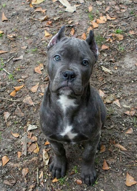 Cane Corso pup ♡                                                                                                                                                     More Chien Cane Corso, Wag The Dog, Cane Corso Puppies, Cane Corso Dog, Corso Dog, Tibetan Mastiff, Pitbull Puppy, English Mastiff, Pretty Dogs