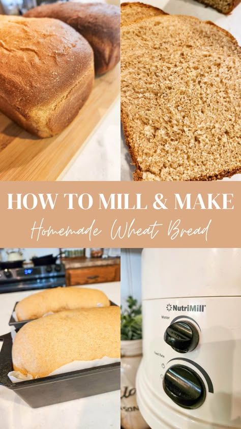 whole wheat bread loaves Timothy Bible, Sandwhich Bread, Wheat Berry Recipes, Homemade Whole Wheat Bread, Milled Flour Recipes, Fresh Milled Flour, Healthy Bread Recipes, Loaves Of Bread, Wheat Recipes