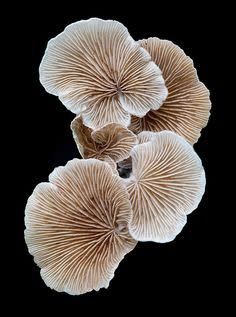 Mushroom Supplements, Fungi Art, Lichen Moss, Mushroom Pictures, Oyster Mushroom, Plant Fungus, Kunst Inspiration, Texture Inspiration, Pantothenic Acid