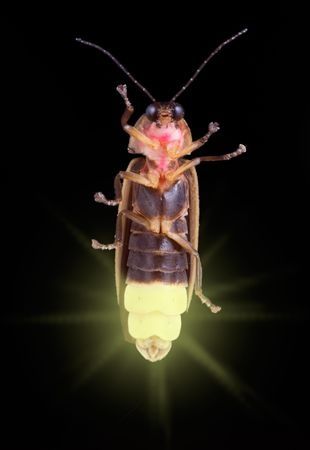 In Jamaica, fireflies are called “blinkies” or “peenie wallies.” These insects have special luminous organs on their bodies that allow them to flash during the mating season to enable males and females to find each other. Females are generally larger than the males and have one lighted segment. Her role in courtship is mostly passive, … Firefly Images, Cool Insects, Cool Bugs, A Bug's Life, Beautiful Bugs, Aesthetic Coquette, Creepy Crawlies, Arthropods, Arachnids