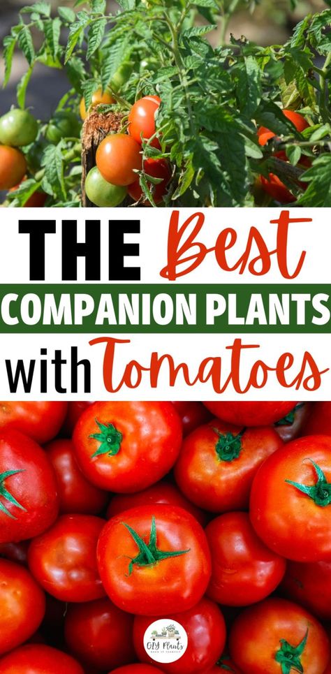 Tomato Companion Planting: What to Plant With Tomatoes Companion Plants For Tomatoes, Cucumber Companion Plants, Potato Companion Plants, Tomato Companion Plants, Heirloom Tomatoes Varieties, Best Tasting Tomatoes, Best Companion Plants, Companion Planting Guide, Companion Planting Chart