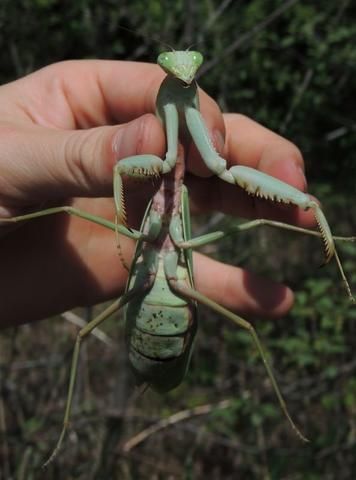 (1) Top 5 Praying mantis as pets, for beginners and for those who want the - USMANTIS Praying Mantis Pet, Ghost Mantis, Prey Mantis, Mantis Marvel, Interesting Insects, Amazing Insects, Orchid Mantis, Raw Image, Small Creatures