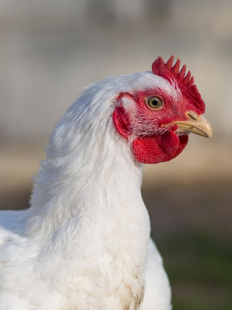 Broiler chicken. A close up portrait of a Broiler Chicken #Sponsored , #Paid, #Ad, #chicken, #portrait, #close, #Broiler Chicken Reference, Chicken Inasal Photography, Chicken Reference Photo, Chicken Portrait Photography, Hen Photography, Chicken Image, Chicken Portrait, Trinity Tattoo, Chicken Head