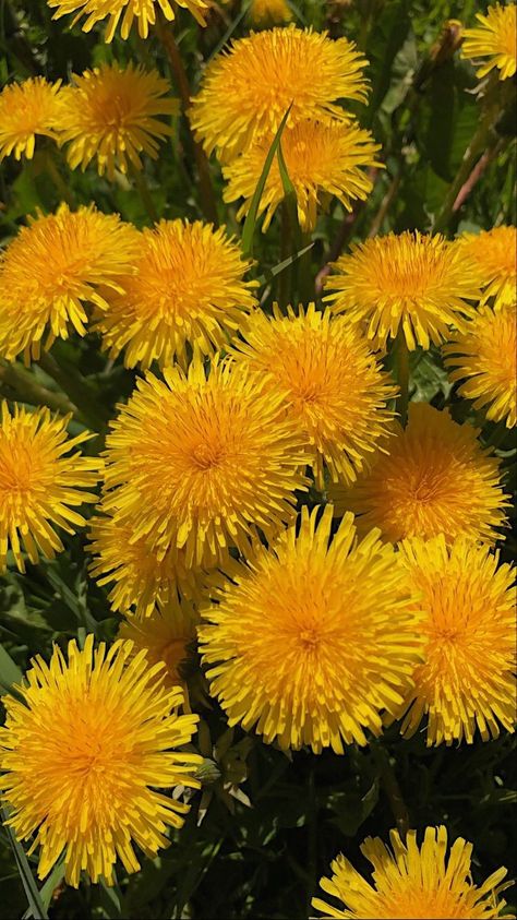 Yellow Dandelion Aesthetic, Dandelion Yellow, Wild Flower Meadow, Yellow Plants, Natural Ecosystem, Garden Angels, Dandelion Flower, Yellow Aesthetic, Bulb Flowers