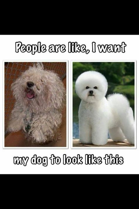 Dog Groomer Quotes, Groomer Quotes, Dog Groomer Humor, Groomer Humor, Grooming Ideas, Dog Grooming Styles, Dog Grooming Shop, Creative Grooming, Dog Grooming Salons