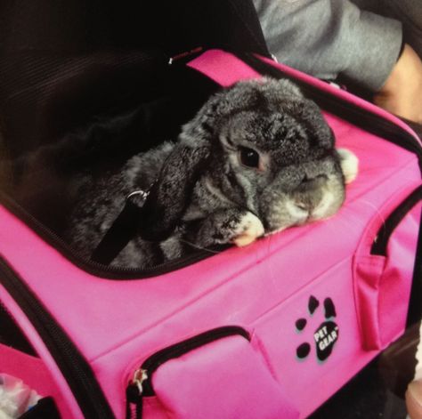 My baby Buggsy Boo bunny!!! <3 We arrived at our friends house for a day visit a they came out to see her in her booster seat. Love this pet gear carrier: it's a carrier, car seat, and can be a bike basket! Bunny Carrier, Friends House, Bike Basket, Pet Gear, Booster Seat, Bunny Rabbit, My Baby, Car Seat, Car Seats