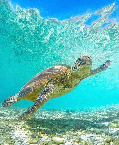 Whilst Heron Island is home to a population of about 4,000 turtles year-round, even more come to the island in August and September to mate. Nesting follows from September, then hundreds of baby turtles emerge from their nests from late December through to late March. You can be a part of this incredible journey by following the link in our bio. #thisisqueensland #turtletuesday 🐢🐢🐢📸: @_markfitz Found this loving turtle photo while browsing :) Sea Turtles Photography, Sea Turtle Pictures, Ocean Turtle, Baby Sea Turtles, Sea Turtle Art, Turtle Love, Turtle Painting, Cute Turtles, Baby Turtles