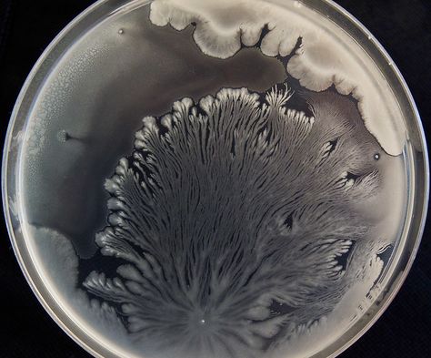 Spreaders! | The branching growth pattern seen on this petri… | Flickr Cosmic Poetry, Fungi Art, Petri Dishes, Love Is Not Enough, Petri Dish, Fractal Patterns, Abstract Photography, Science Art, Natural Forms