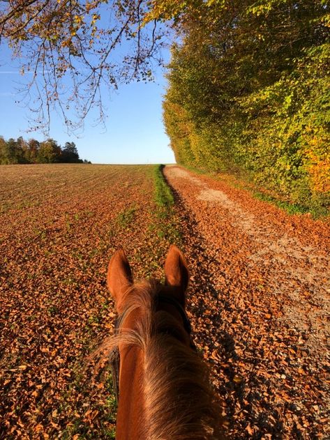 Fall Horseback Riding, Fall Horse Riding, Pipercore Aesthetic, Horses In Autumn, Fall Country Aesthetic, Fall Farm Aesthetic, Fall Aesthetic November, Country Fall Aesthetic, Atum Aesthetic