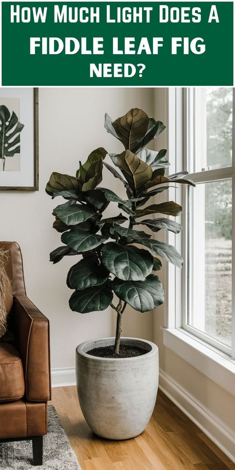 "Fiddle leaf fig care, Fiddle leaf fig light requirements, Fiddle leaf fig 
sunlight, Fiddle leaf fig indoor lighting, Fiddle leaf fig natural light, 
Fiddle leaf fig grow lights, Fiddle leaf fig bright light, Fiddle leaf fig 
low light, Fiddle leaf fig light exposure, Fiddle leaf fig light level." Fiddle Leaf Fig Plant, Big Indoor Plants, Fig Plant, Lighting Tips, Plant Decor Indoor, Fig Leaves, Fiddle Leaf, Fiddle Leaf Fig, Courtyard Garden