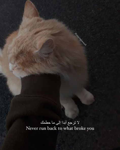 Islamic quote 🤍 Islamic Asthetic Quote, Islamic Thoughts In Urdu English, Islamic Cat Quotes, Islamic Dps Aesthetic, Cats In Islam Quotes, Funny Islamic Quotes, Cat Aesthetic Quotes, Cat Islamic, Islamic Quotes About Friends