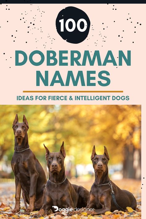 Doberman Dog Names, Doberman Names, German Dog Names, Tough Dog Names, Brown Doberman, Dog Name Ideas, European Doberman, Boy Dog Names, Black Doberman