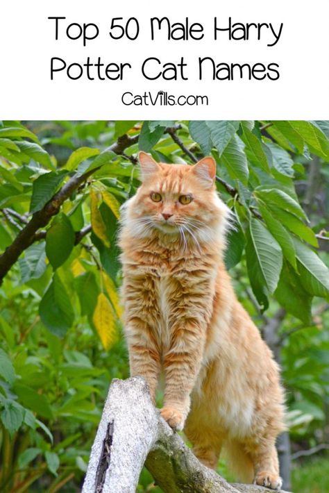 Hey there, Wizarding World fan, I hear you're looking for male Harry Potter cat names! Check out 50 that we love! Harry Potter Names Pets, Harry Potter Pet Names, Harry Potter Cat Names, Harry Potter Names, Harry Potter Cat, Cat Breeding, Boy Cat Names, Cute Cat Names, Cute Cat Memes