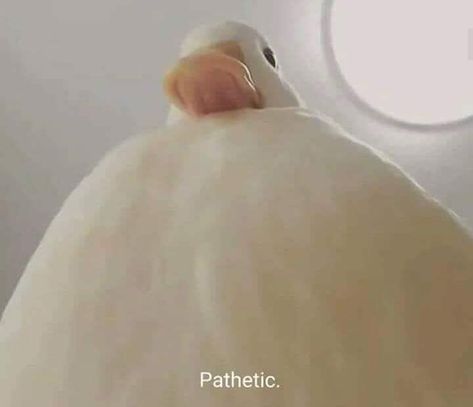 White goose looking down saying "Pathetic" funny reaction Close Up, White