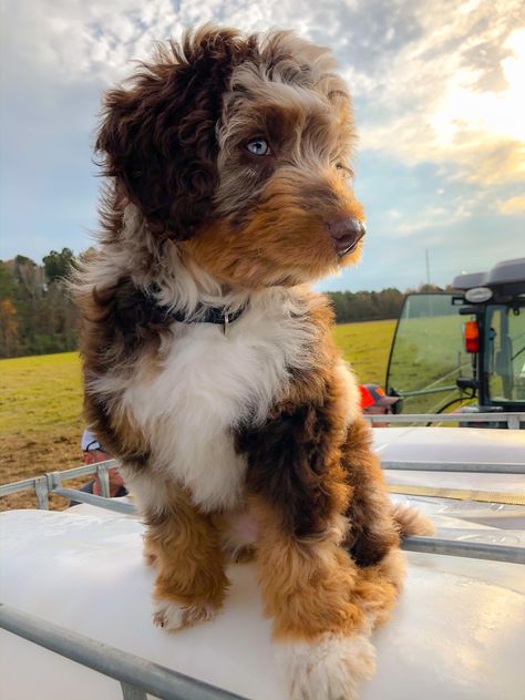 Doodles Dogs Breeds, Aussie Bernedoodle, Aussie Doodle Full Grown, Ausidoodle Puppies, Mini Aussiedoodle Full Grown, Aussiedoodle Full Grown, Gore Doodle, Mini Aussie Doodle, Toy Aussiedoodle