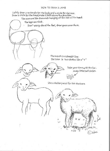 How to Draw Worksheets for The Young Artist: How to Draw a Fuzzy Lamb Worksheet and lesson. How To Draw A Lamb, How To Draw Sheep, Draw Sheep, Sketches Cartoon, Lamb Drawing, Sheep Drawing, Sheep Paintings, Sheep Art, Draw Manga