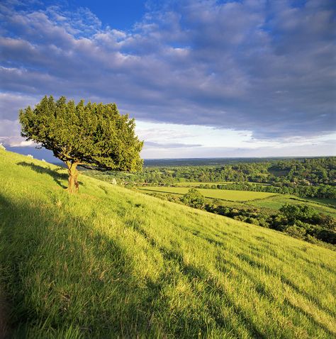 On Box Hill Tree On A Hill, Stump Grinding, Box Hill, Landscaping On A Hill, Service Website, Surrey England, Places In England, British Countryside, Tree Service