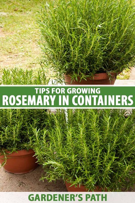 A close up vertical image of large terra cotta pots growing large rosemary plants set on a patio with a lawn in the background. To the center and bottom of the frame is green and white printed text. Things To Make With Fresh Rosemary, Potted Herb Garden Ideas, Rosemary In Pots, Rosemary Plant Care, How To Grow Rosemary, Grow Rosemary, Container Herb Garden, Growing Rosemary, Growing Herbs Indoors