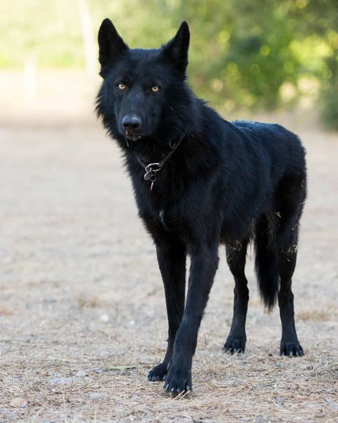 Black Wolfdog, Wolf Dog Hybrid, Wolfdog Hybrid, Wolf Poses, Wolf Hybrid, Fox Dog, Big Dog Breeds, Cute Baby Cow, City Dog