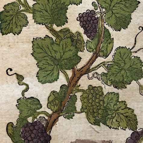 @bibliotheca_rarebooks on Instagram: "🍇Vitis or grapes According to archeological evidence, grapes have been enjoyed and known by humans for the whole of their existence. The earliest cultivation of domesticated grapes is recorded approximately 6000 BCE. Grapes have primarily been used for winemaking purposes. In antiquity, since water wasn’t always safe to consume, wine was the preferred drink. Grapes were an important feature in ancient mythology, and did even have their own god, Dionysus or God Dionysus, Grapes Wine, Greek Wine, Greek Pantheon, Greek Gods And Goddesses, Ancient Mythology, Greek Myths, The Secret History, Greek Gods