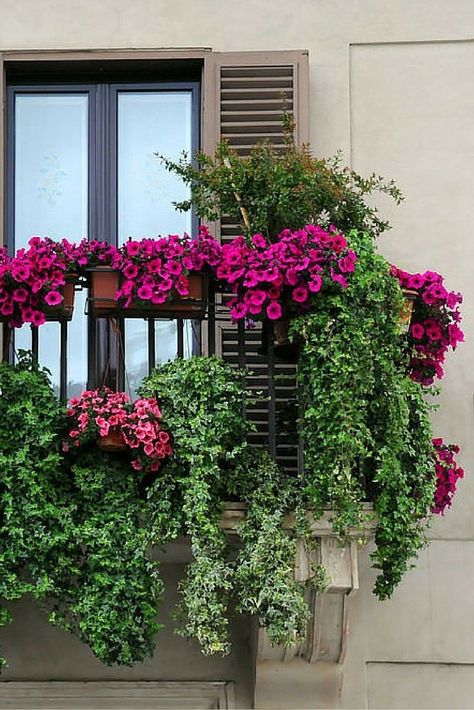 Balcony Garden Flowers, Balcony Flowers Apartment, Balcony Flower Garden, Balcony Landscaping, Balcony Flower Box, Apartment Gardening, Jungle Plants, Apartment Balcony Garden, Balkon Decor