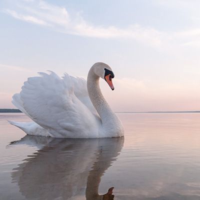 Swan Pictures, Mute Swan, Beautiful Swan, Bird Photos, Kitchen Hallway, Lake Wall Art, Swan Lake, Bird Drawings, Bird Photo