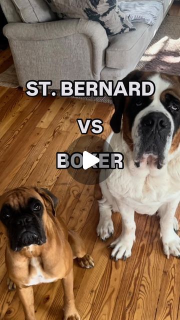 Phoebe 🐾 on Instagram: "Who did it better? 🤔🏅  #boxer #boxerdog #stbernard #saintbernard" Dogs Boxer, Funny Boxer Dogs, Cute Boxer Puppies, Boxer Dogs Facts, Boxer Dogs Funny, Funny Boxers Dogs, Cute Boxers, Dogs Funny, Boxer Puppies