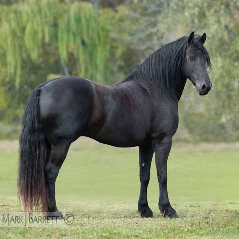 Fresian Horses, Black Friesian Horse, Canadian Horse, Friesian Stallion, Horse Lead, Horse Black, Morgan Horse, Black Stallion, Black Horses