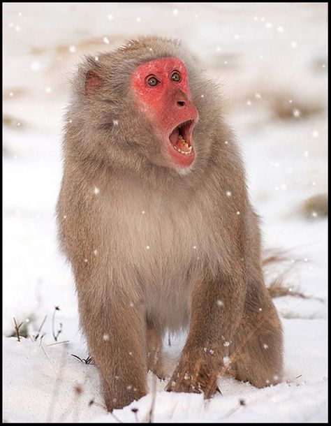 Monkey Reference, Snow Monkeys Japan, Asian Animals, Monkey Photo, Japanese Monkey, Snow Monkeys, Macaque Monkey, Japanese Macaque, Snow Monkey