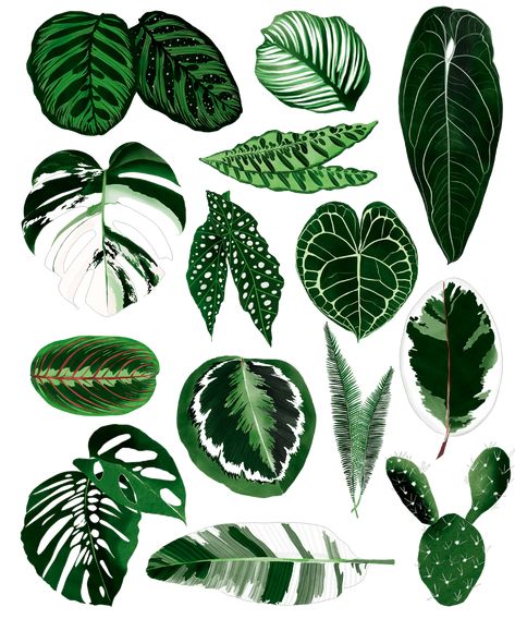 Danii Pollehn on Behance - Freelance Illustrator. This drawing/ painint is created digitally and shows lots of leaves from houseplants. This illustration art is created with procreate and includes calatheas, monstera variegata, ficus, Banana Leaf, cacti and Begonias. This is a modern botanical art piece and can be used as editorial illustration or a T-Shirt Design Monstera Variegata, Modern Botanical Art, Fleurs Diy, Plant Tattoo, Paper Plants, Leaf Illustration, Modern Botanical, Leaf Drawing, Plant Drawing