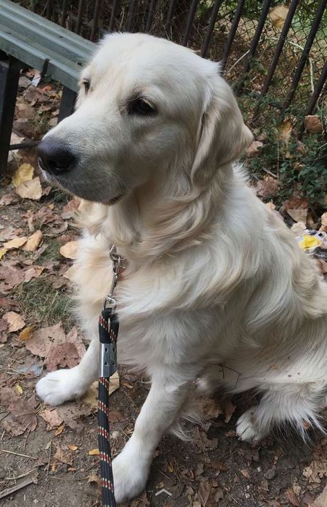 English Cream Golden Retriever Aesthetic, Light Golden Retriever, Golden Retriever Cream, Golden Pyrenees, Creme Golden Retriever, English Creme Golden Retriever, Golden Retriever English Cream, Golden Retriever Yellow, White Retriever